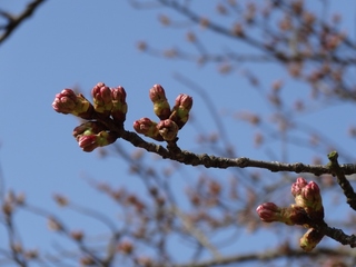 DSC02376 (1024x768).jpg