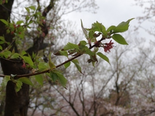 DSC02402 (1024x768).jpg