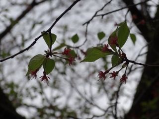 DSC02403 (1024x768).jpg