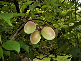 DSCF0371.jpg