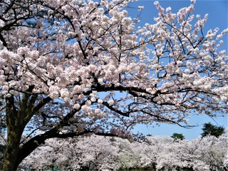 DSCF3235.JPG
