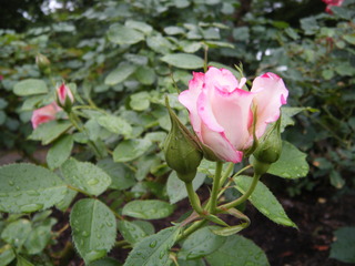 DSCF4130.JPG