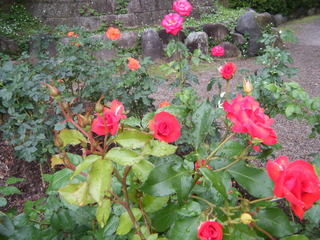DSCF4137.JPG