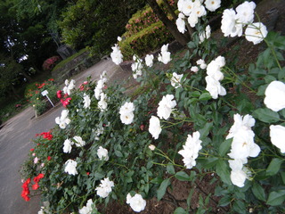 DSCF4147.JPG