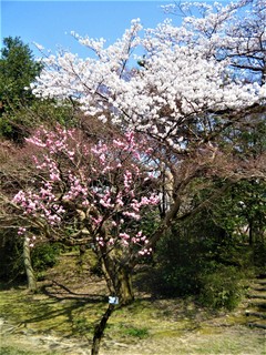 DSCF4608.JPG