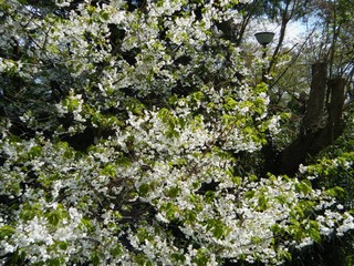 DSCF6045 - Rs[.JPG