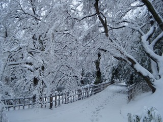 DSCF6275.jpg