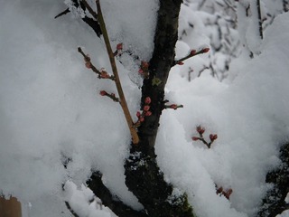 DSCF6284.jpg