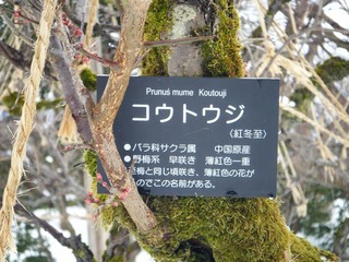 DSCF6563.jpg