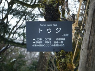 DSCF6564.jpg