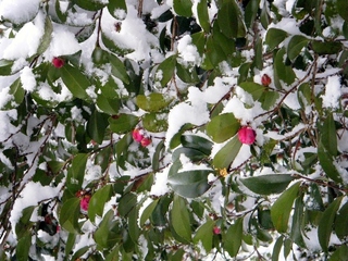 DSCF6643.jpg