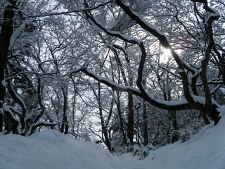 DSCF6660.jpg