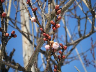 DSCF6701.jpg