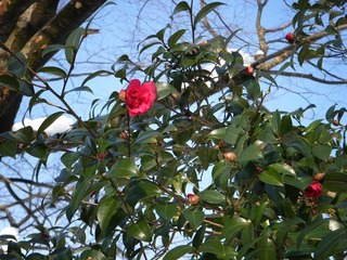 DSCF6705.jpg
