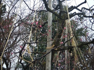 DSCF6878.jpg