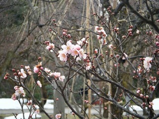 DSCF6912.jpg