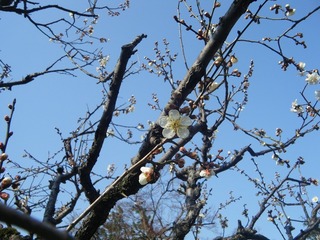 DSCF6966.jpg