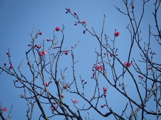 DSCF6971.jpg