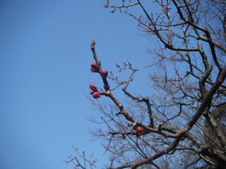DSCF6987.jpg