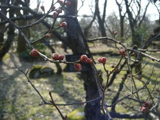 DSCF6993.jpg