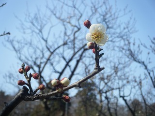 DSCF7001.jpg