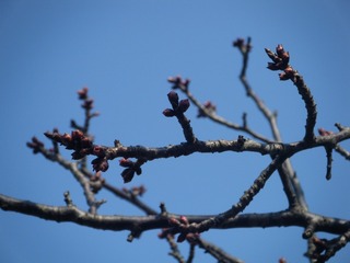 DSCF7011.jpg