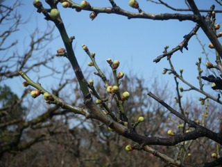 DSCF7018.jpg