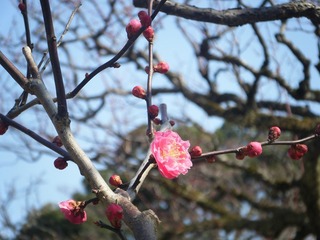 DSCF7026.jpg