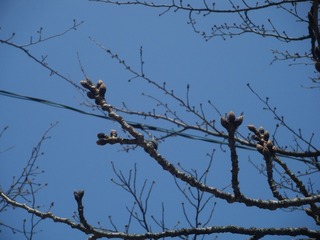 DSCF7068.jpg