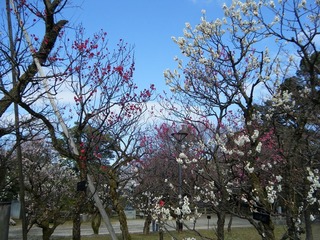 DSCF7161.jpg