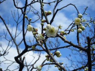 DSCF7167.jpg