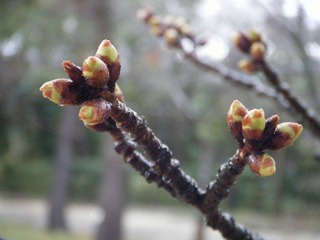 DSCF7203.jpg