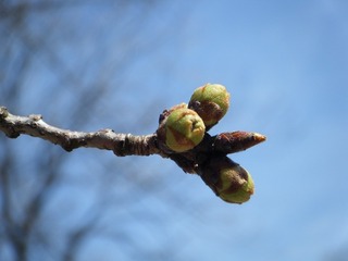 DSCF7323.jpg