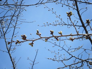 DSCF7329.jpg
