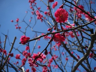 DSCF7338.jpg