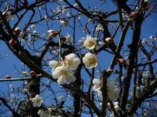 DSCF7339.jpg