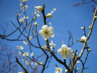 DSCF7341.jpg