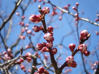 DSCF7343.jpg