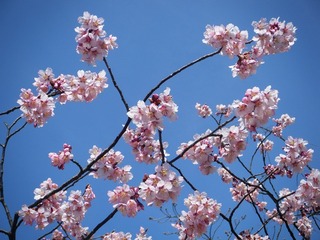 DSCF7345.jpg