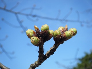 DSCF7350.jpg