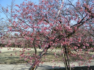 DSCF7522.jpg