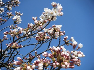 DSCF7525.jpg