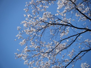 DSCF7529.jpg