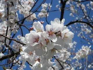 DSCF7546.jpg