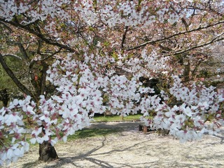 DSCF7661.jpg