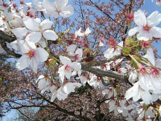 DSCF7664.jpg