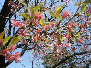 DSCF7665.jpg
