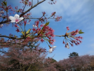 DSCN0046 (1024x768).jpg