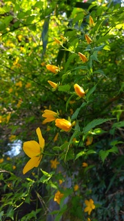DSC_0077.JPG