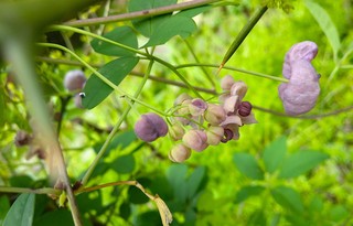 DSC_0093.JPG